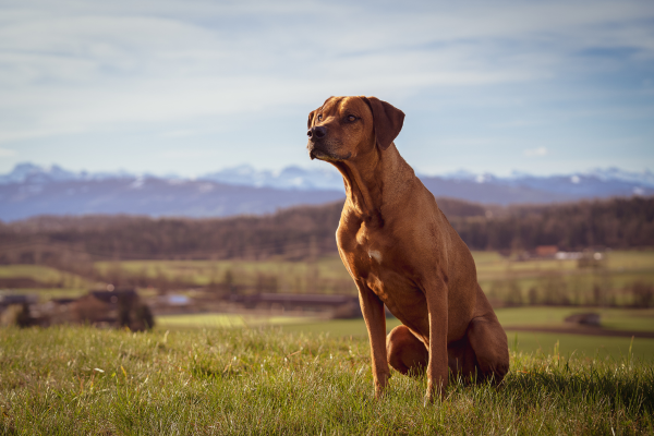 Rodézský ridgeback